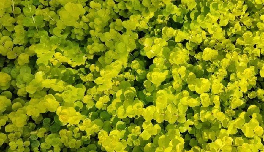 未來5年，農業產業8大投資重點在哪里？